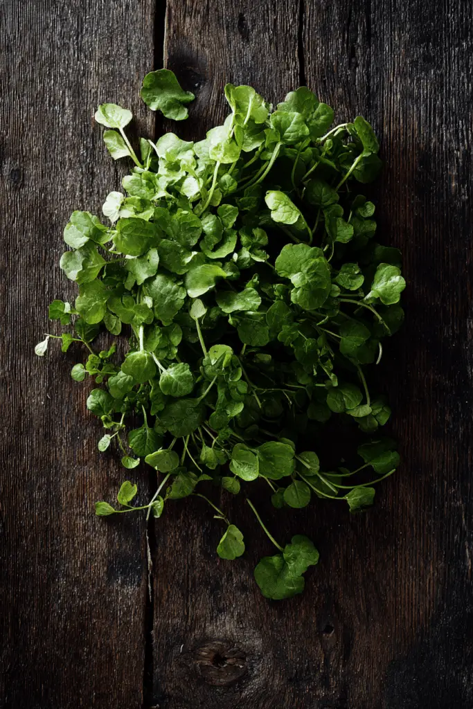 Spring Pea and Mint Pasta Salad